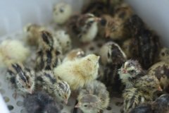 Quail-Chicks