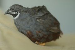 Button Quail Blue