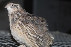 Japanese Quail Female