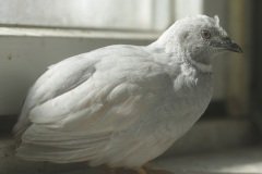 Button Quail Silver