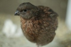 Tennessee Red Quail