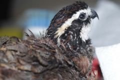 Northern Bobwhite Quail