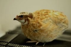 Italian Quail