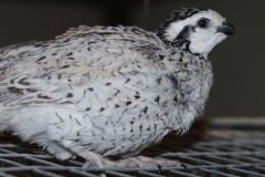 Snowflake Quail