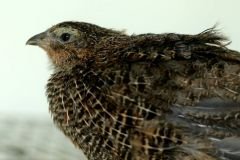 Tibetan Quail