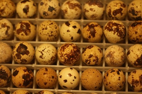 Coturnix Quail Hatching Eggs Image