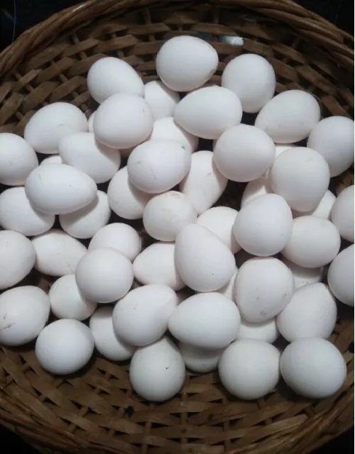 Bobwhite Quail Hatching Eggs Image